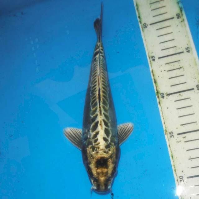 ARAGOKE MUKASHI ANTIK