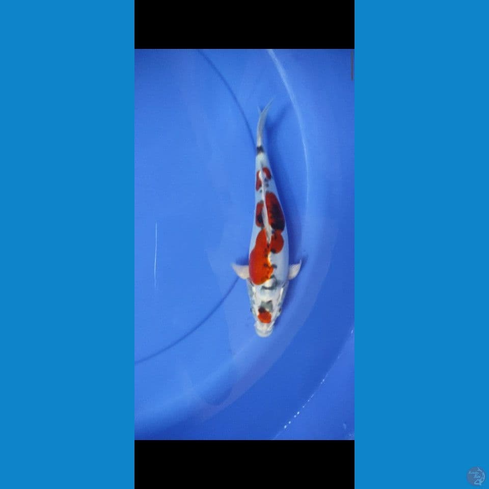 kiko 30cm