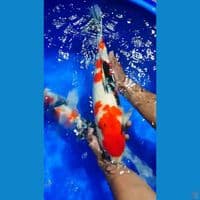 Showa M53cm