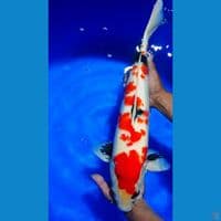Showa M55cm