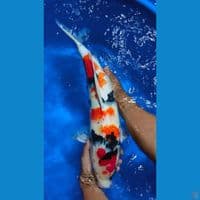 Showa M58cm
