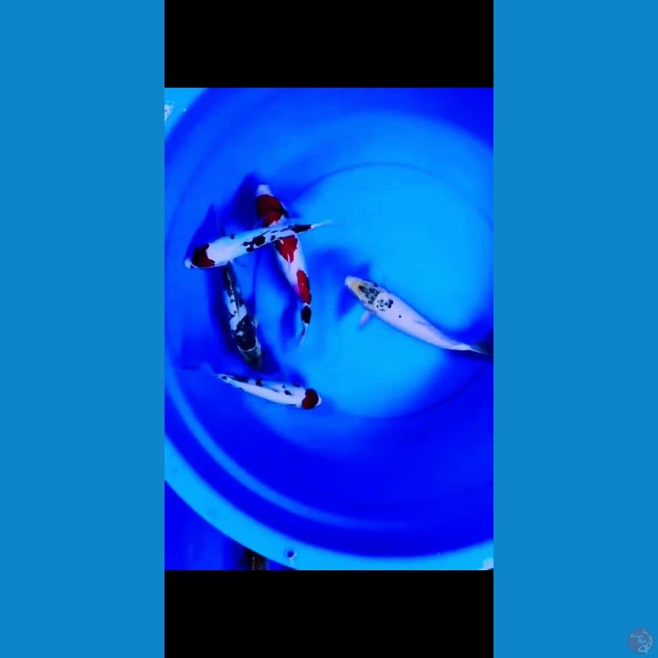 mix paket tes kolam