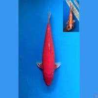 Aka Hajiro 38cm Male 