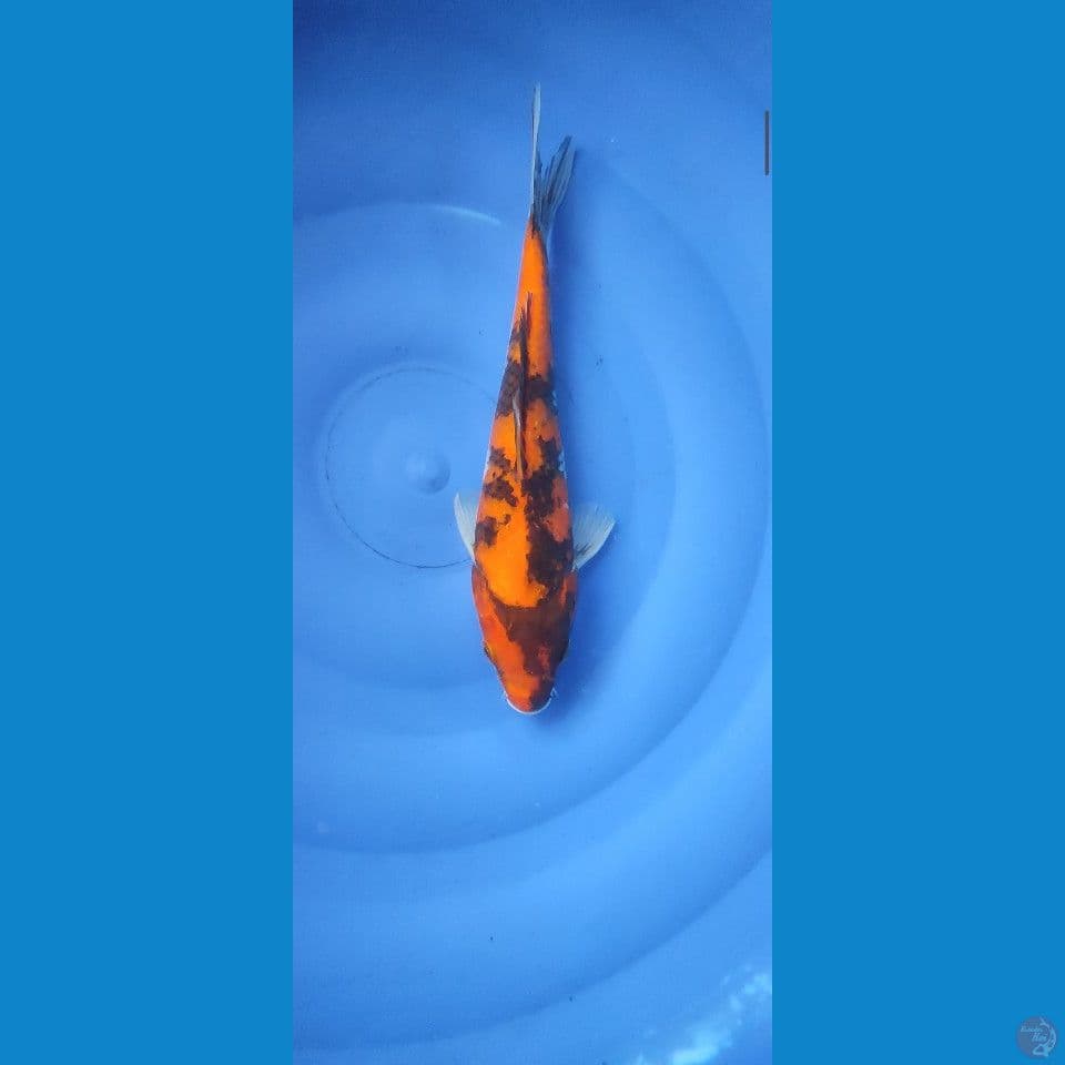 0812.  HiShowa 30cm Female