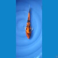 0812.  HiShowa 30cm Female
