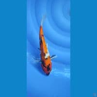 0812.  HiShowa 28cm Female 