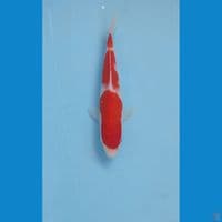 kohaku, 19 cm