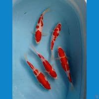 paket kohaku, 23-25 cm