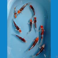 paket kujaku, 15 - 20 cm
