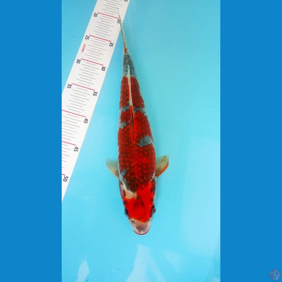 beni gingga 37cm male