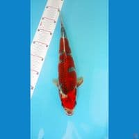 beni gingga 37cm male