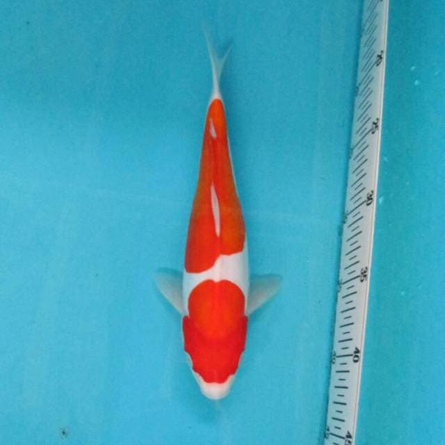 BKS ( Nidan Kohaku 28 cm )