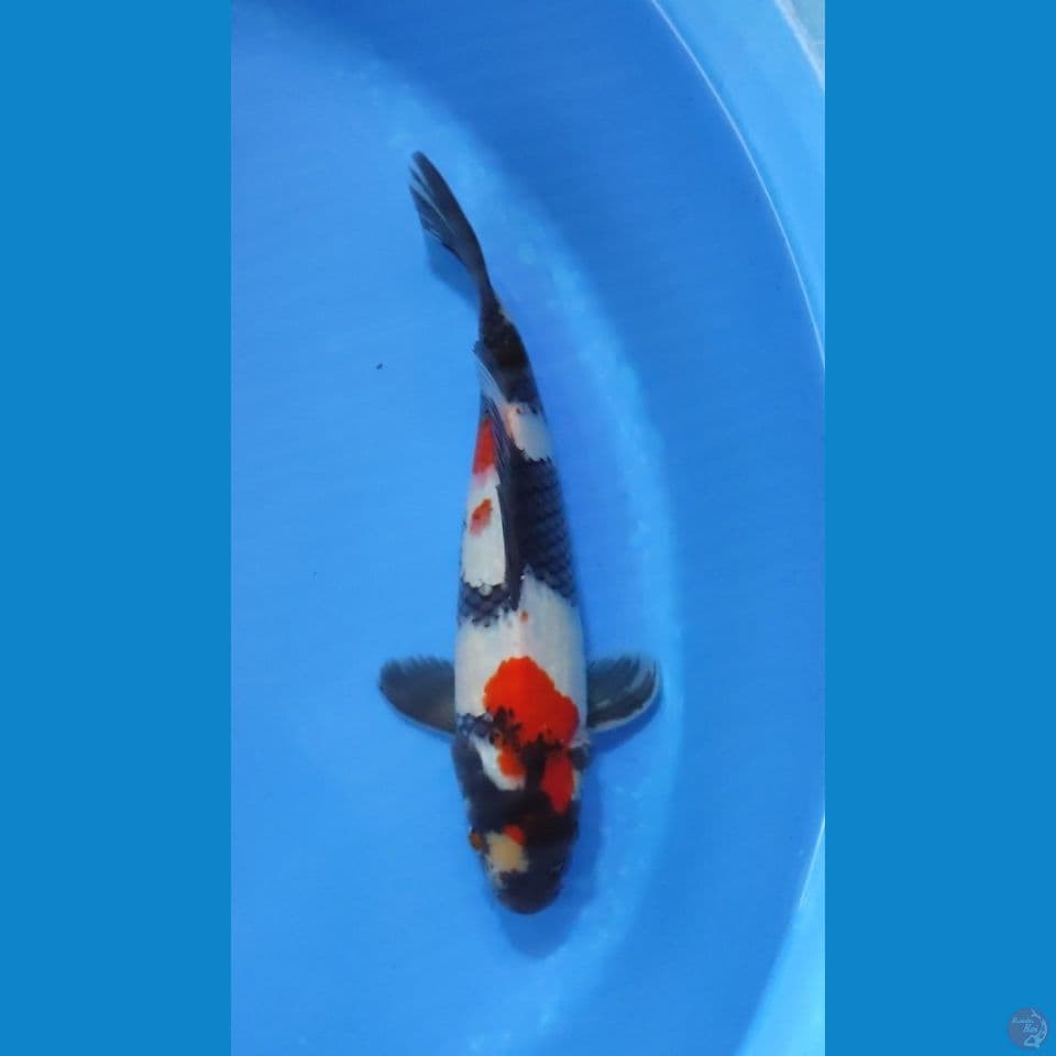 KINDAI SHOWA HQ 28CM - MALE 