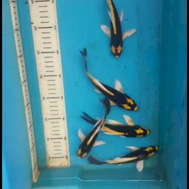 kabuto kumpay 5ekor (15-20cm)