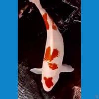kohaku kanoko 