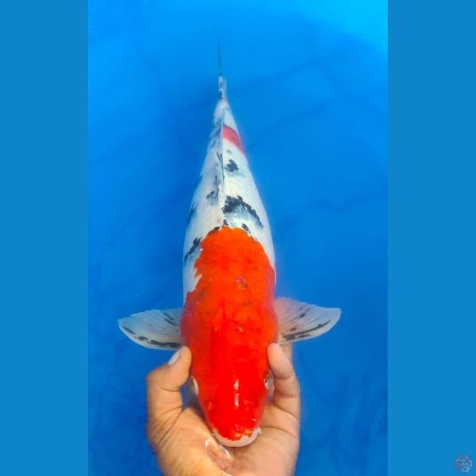 SANKE 49CM