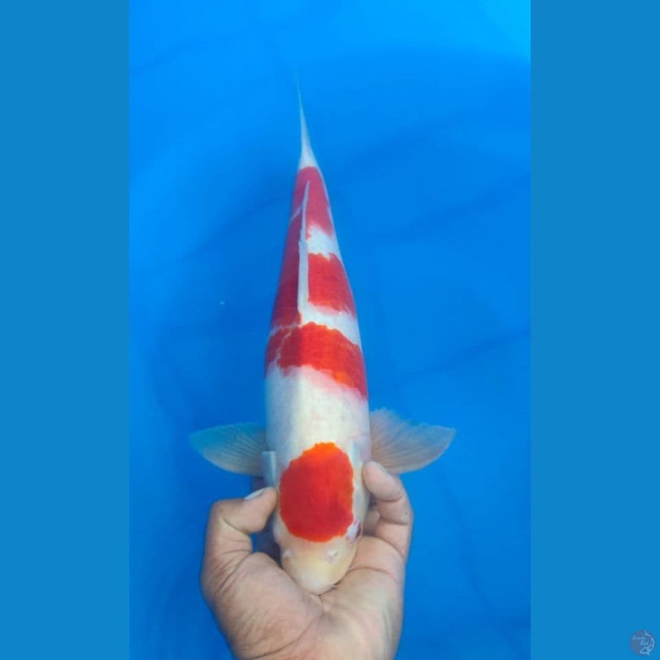 MALE 44CM