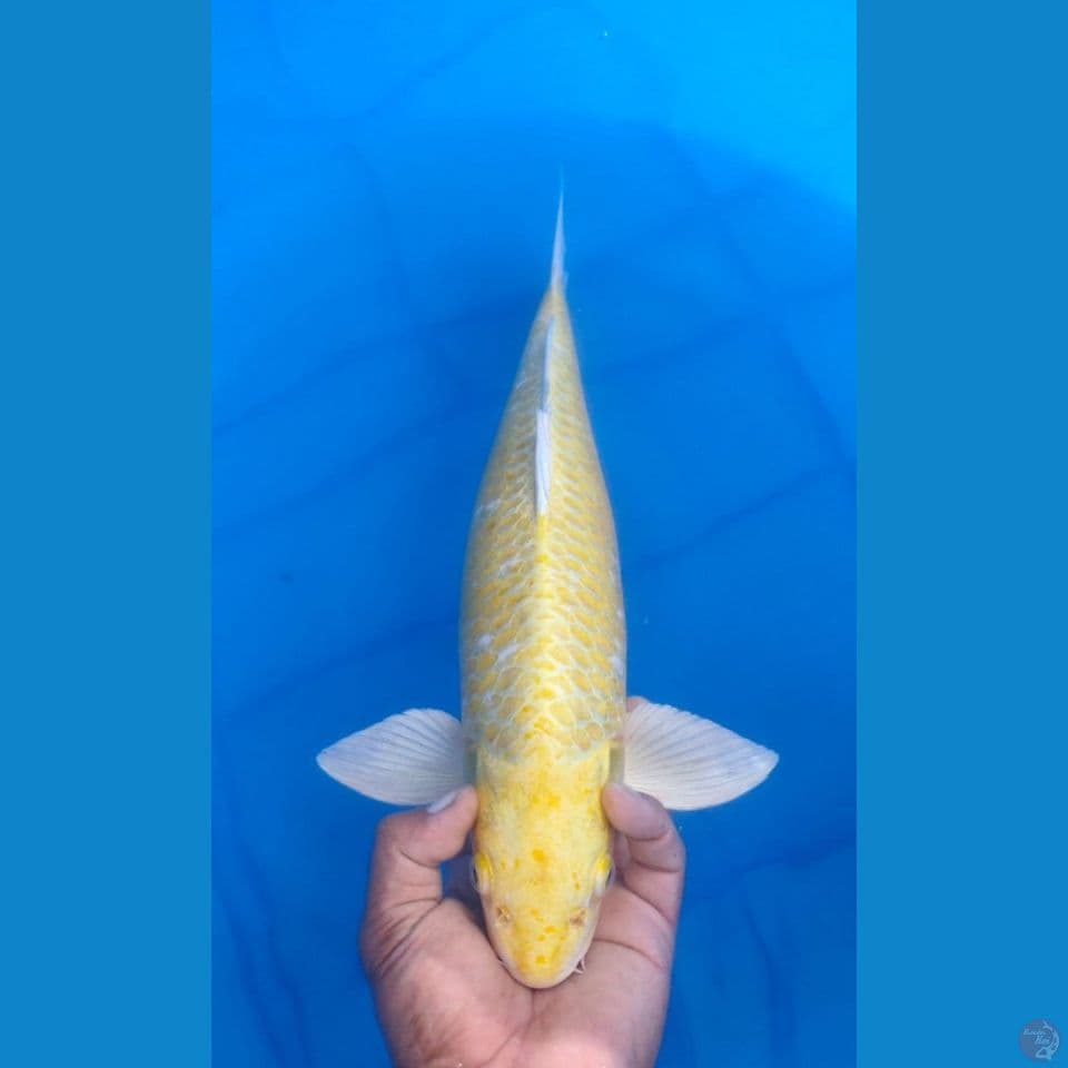 YAMABUKI 45CM