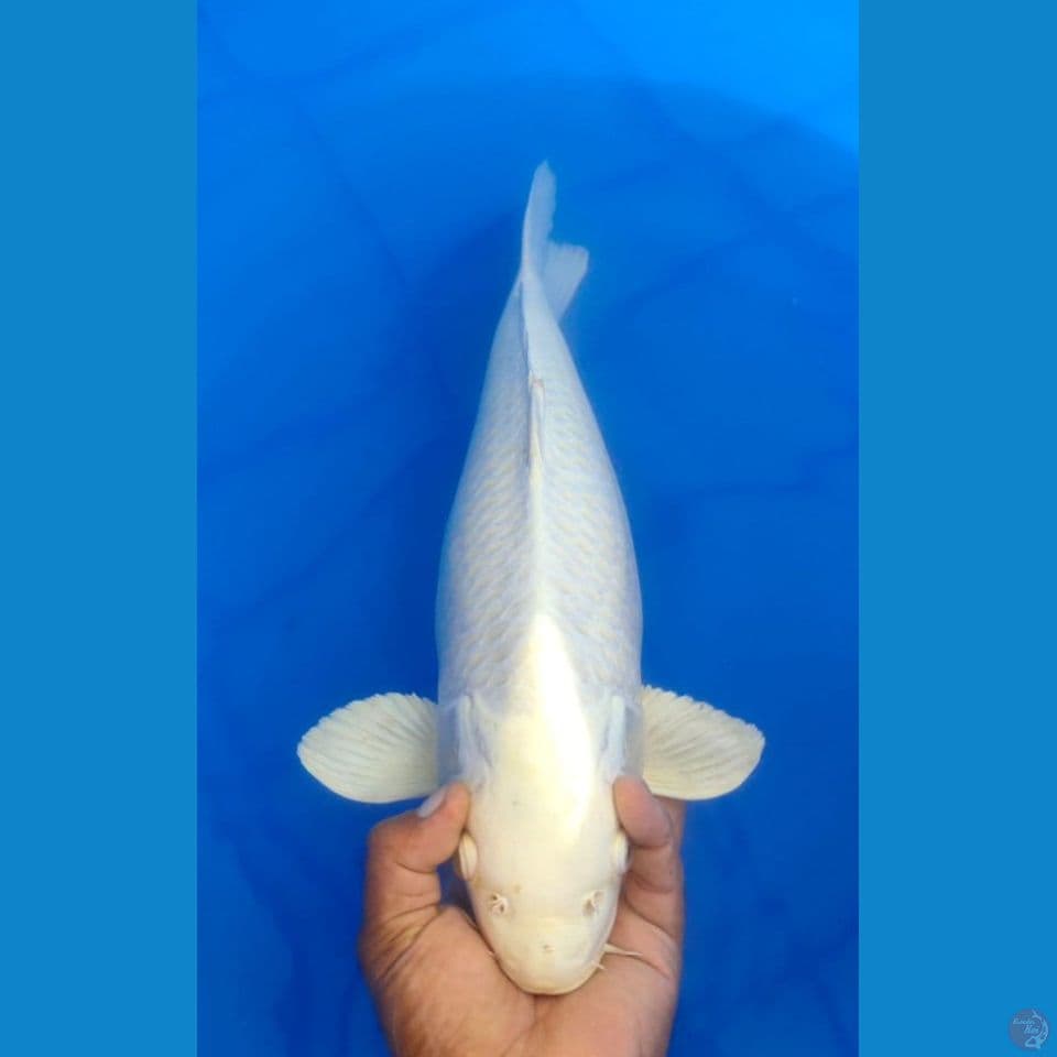 PERAK 59CM