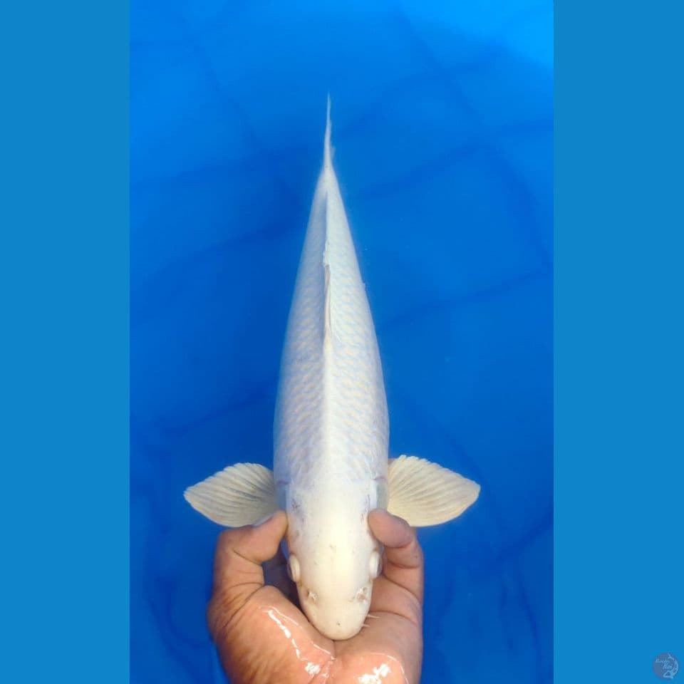 PLATINUM 45CM