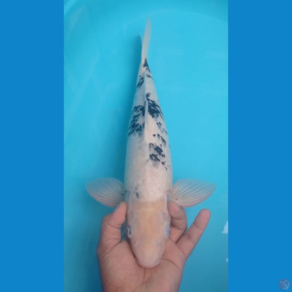 SIRO BEKO 48CM