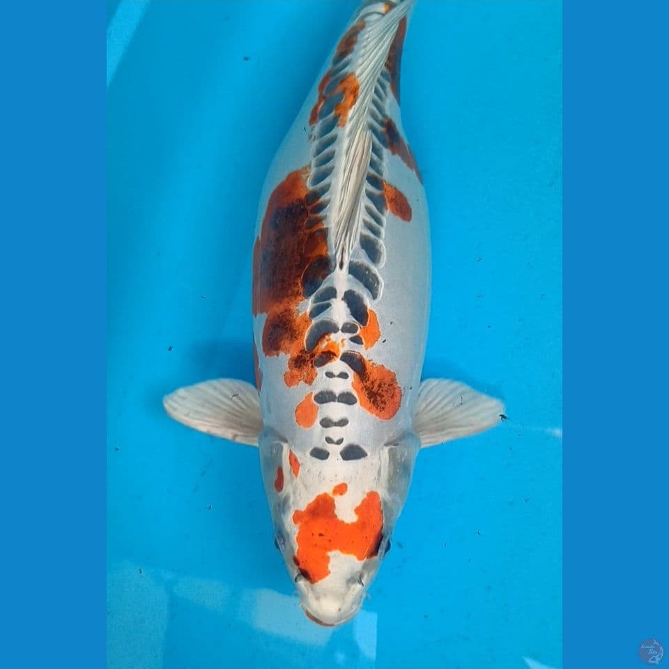 Jumbo kujaku doit 50 cm