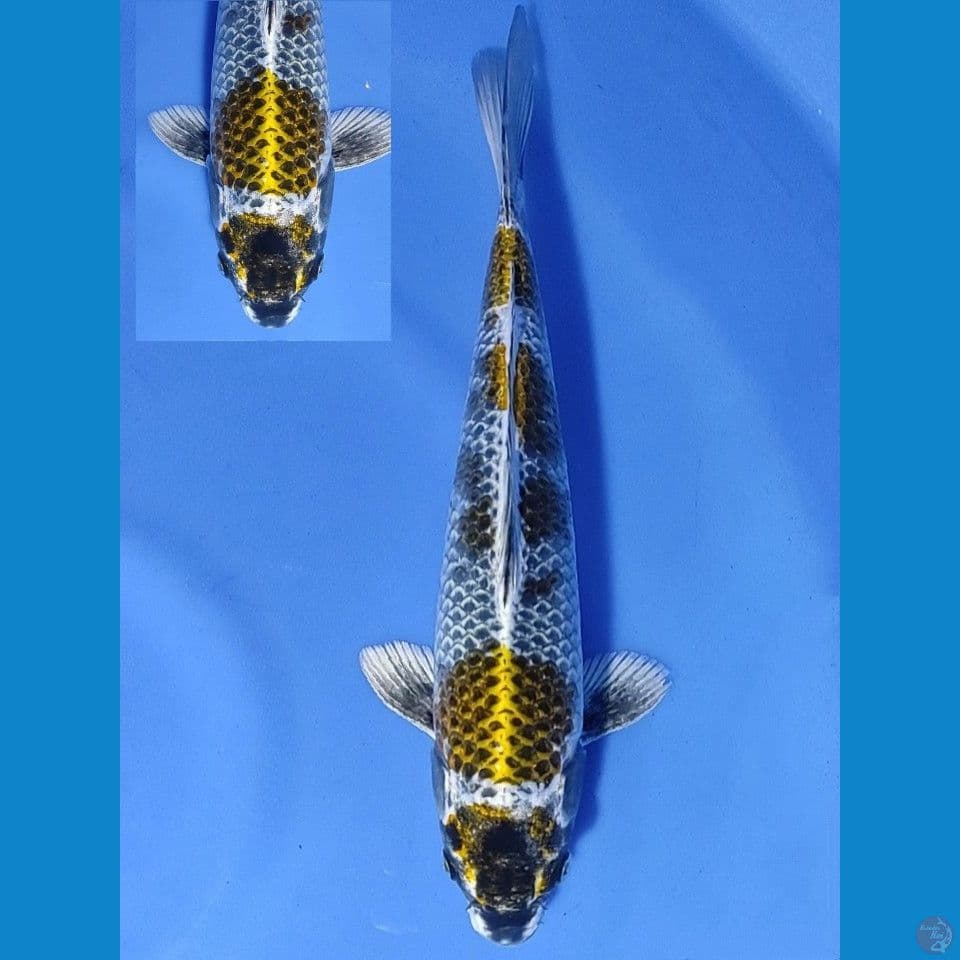 maruten 30cm