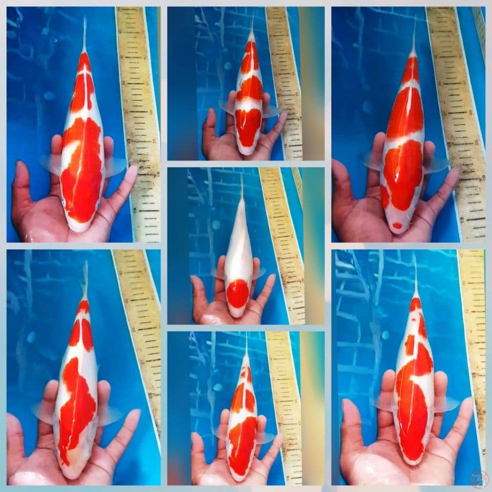 KOHAKU SUPER 25/30CM 7PCS