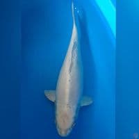 PLATINUM DOID 55CM