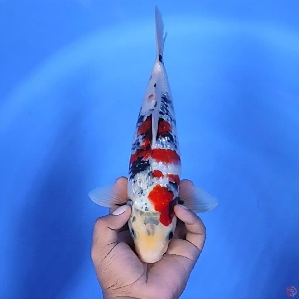 Kindai Showa Ginrin 32cm Jantan