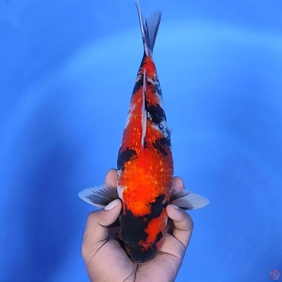 Hi Showa Ginrin 32cm Jantan