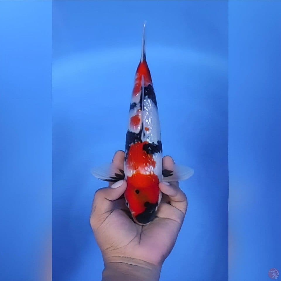 Showa GInrin Original 29cm Jantan