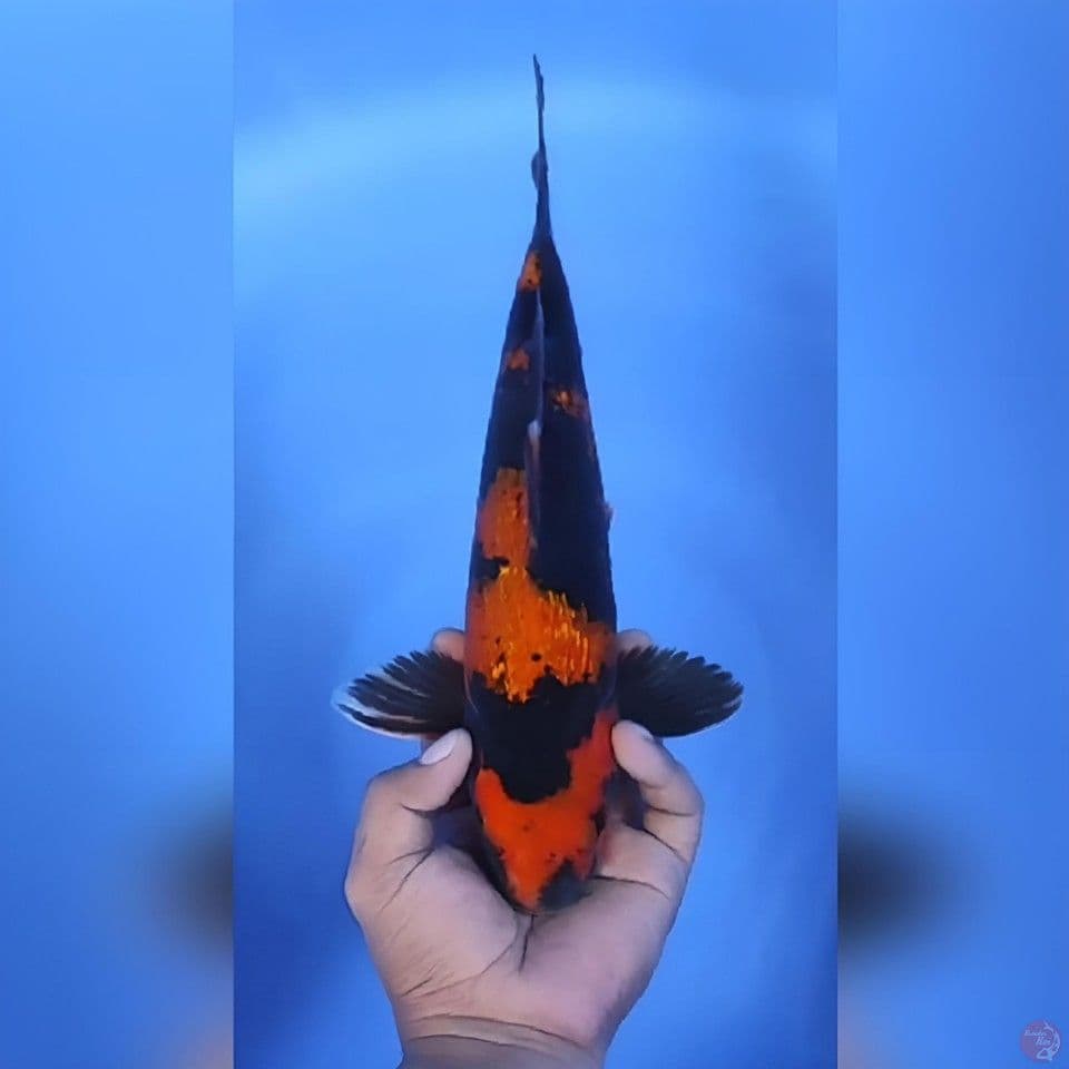 Hi Utsuri Mantap 32cm Jantan
