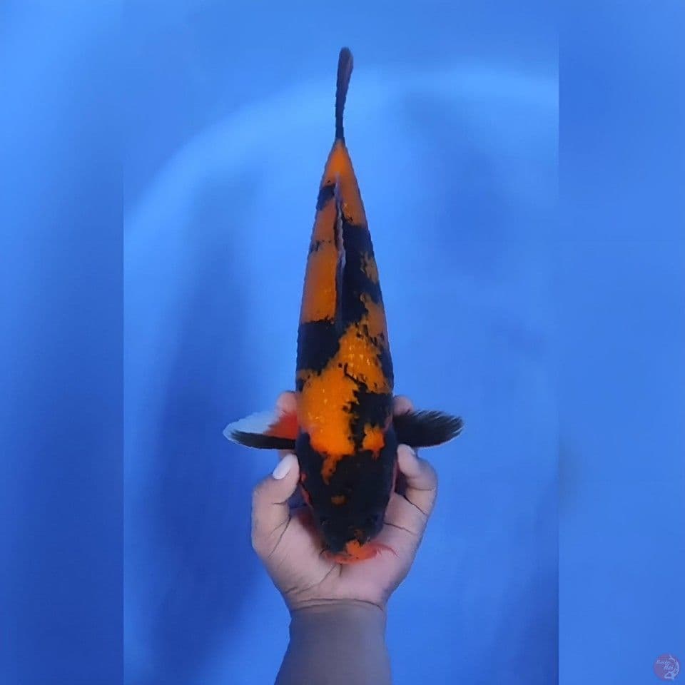 Hi Utsuri Ginrin Ciamik 37cm