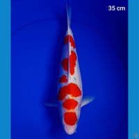 maruten 35 cm