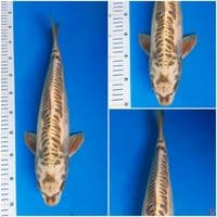 kawarimono 47cm M