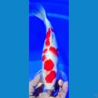strong kohaku sakura