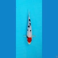 Tanco sanke sanshoku 20Cm