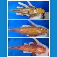 caramel all male