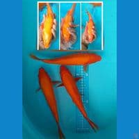 benigoi tembus 16cm