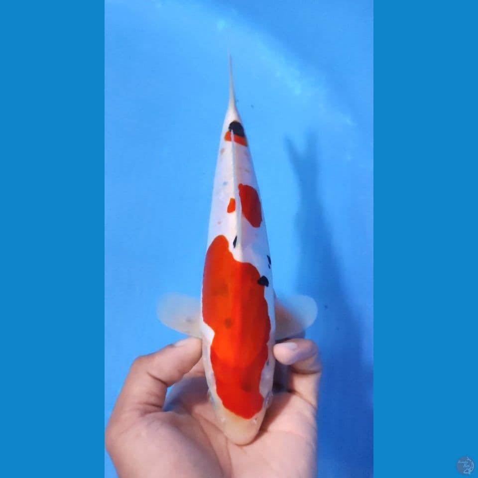 SANKE MURNI 23CM - MALE 