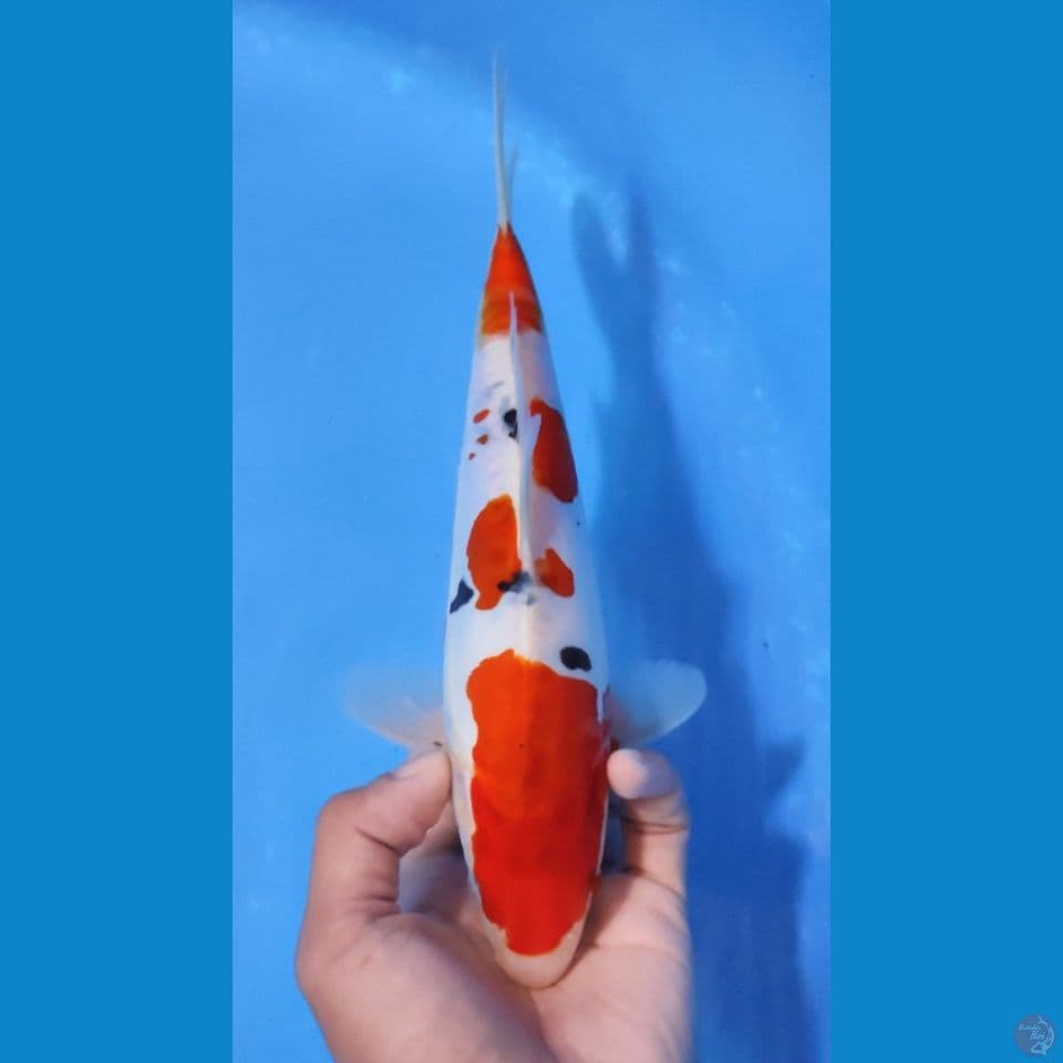 SANKE 25CM - FEEMALE