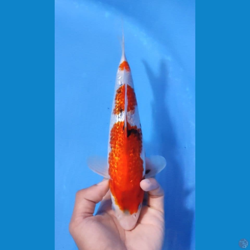AI GOROMO 25CM - FEEMALE