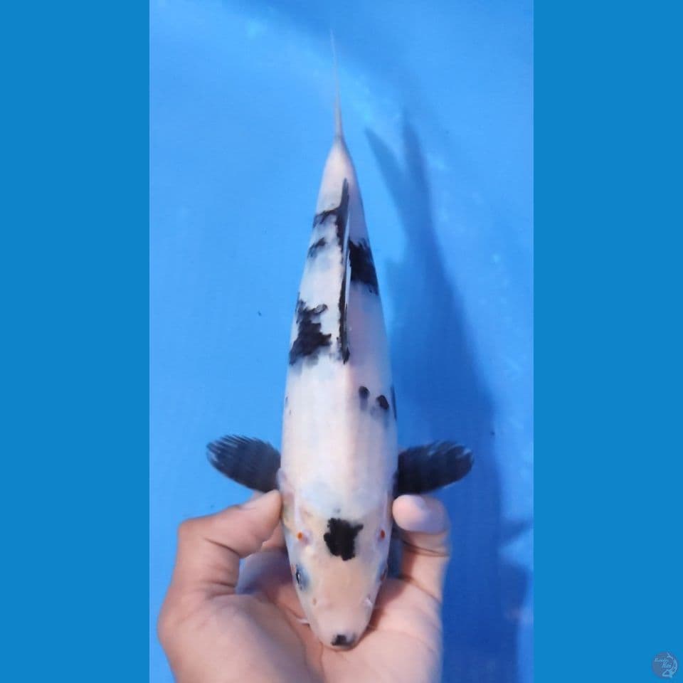 SHIRO 25CM - FEEMALE 