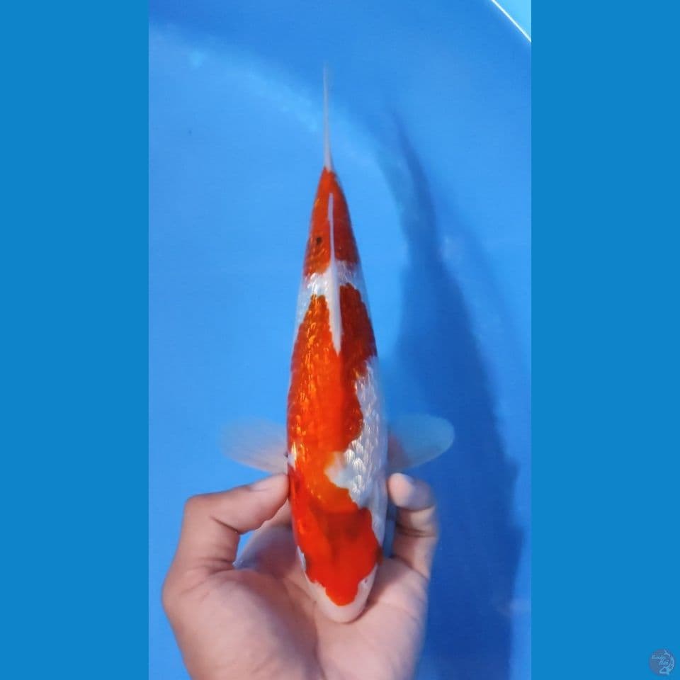 AI GOROMO GINRIN 25CM - MALE