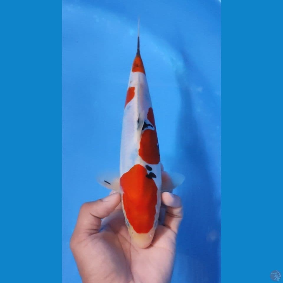 SANKE MURNI 25CM - MALE 