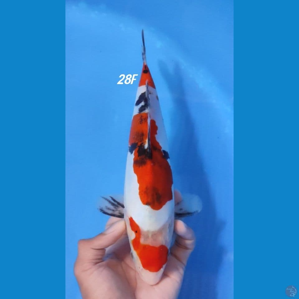 MARUTEN SANKE 28CM - FEEMALE 