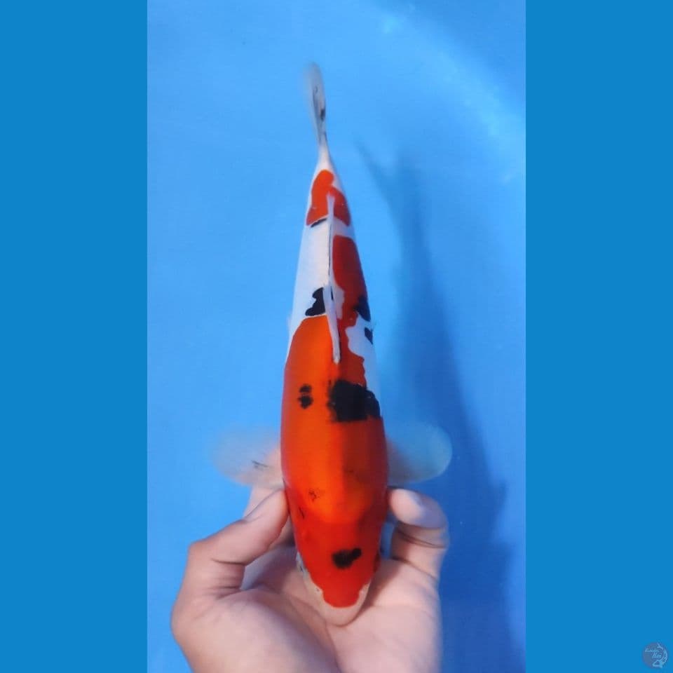 SANKE RED STRONG 25CM - MALE