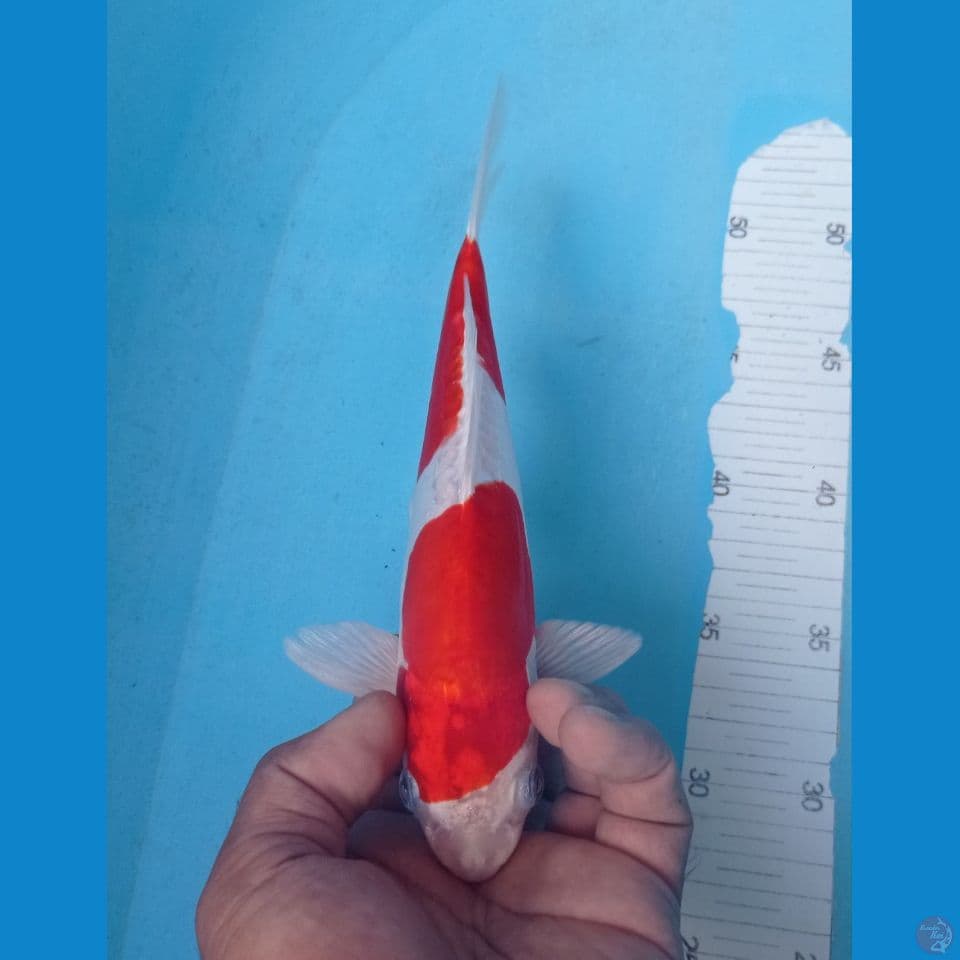 KUSHUI 26CM