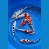 paket mix 30-35cm